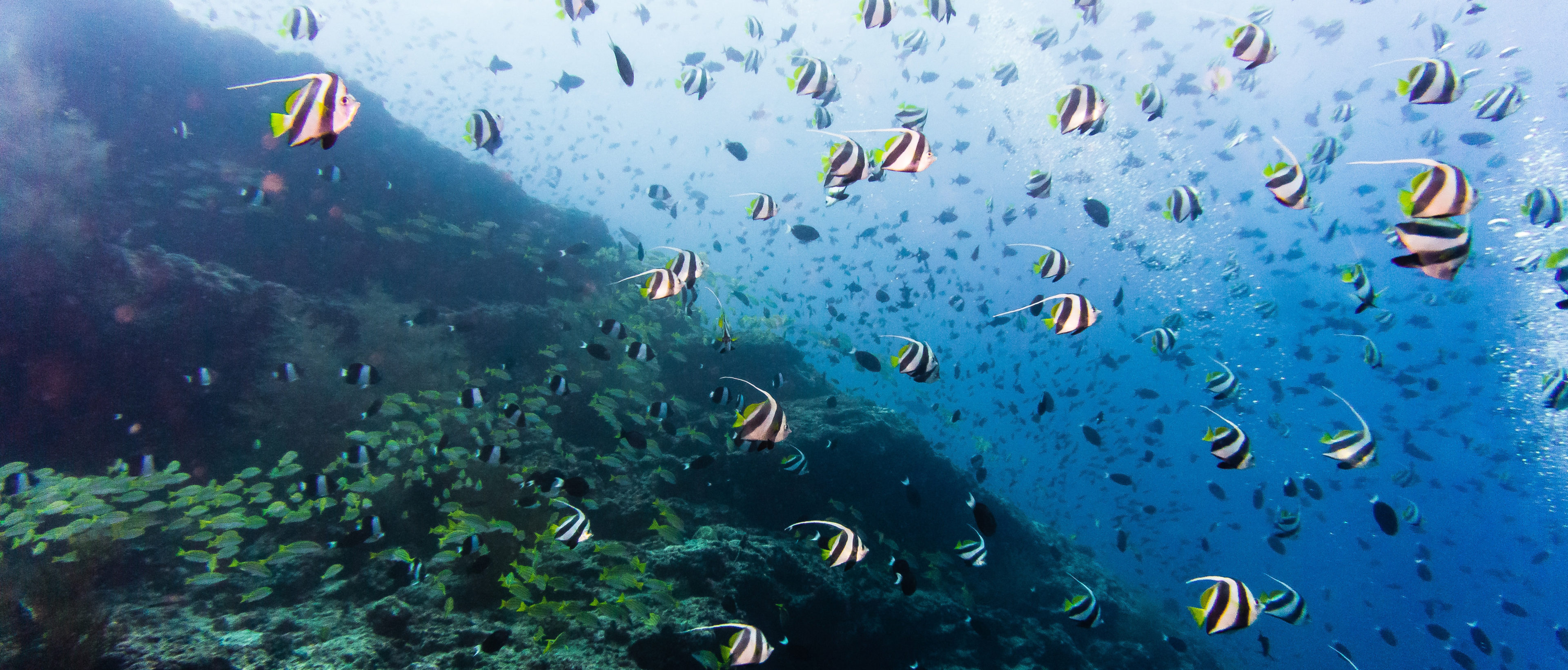 Preview Image: 7 Tipps für bessere Unterwasser-Fotos