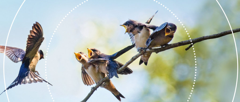 Swarovski NL PURE 8x32 burnt orange - Foto Erhardt