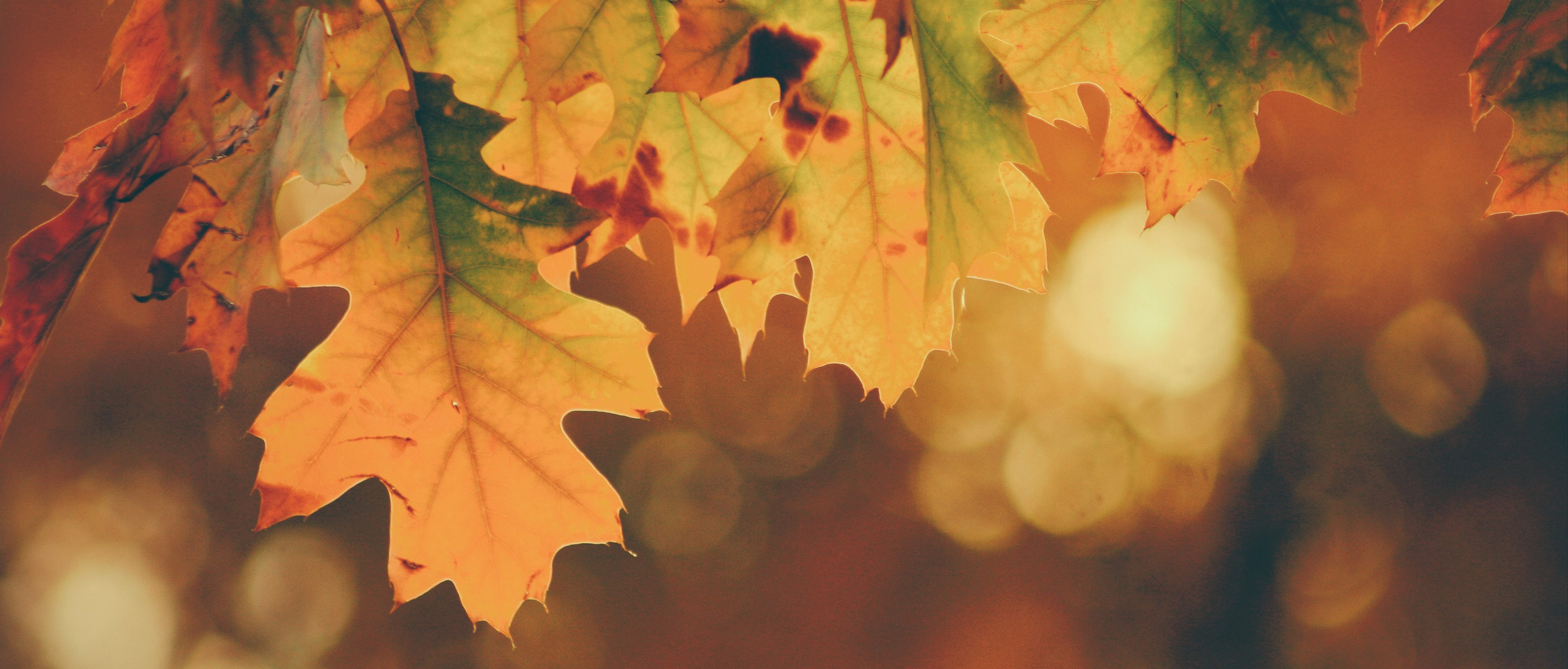 Preview Image: Magische Herbstbilder