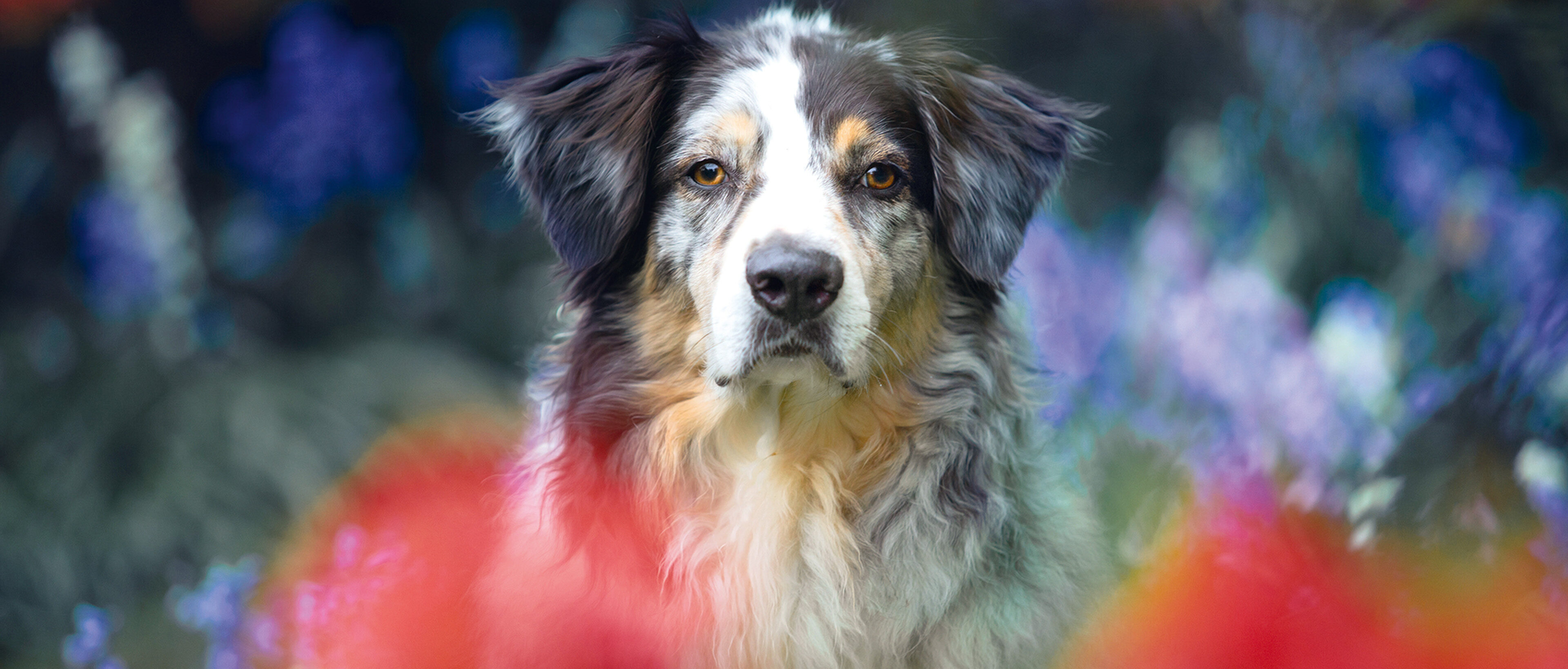 Preview Image: Kreative Hundefotografie mit Regine Heuser