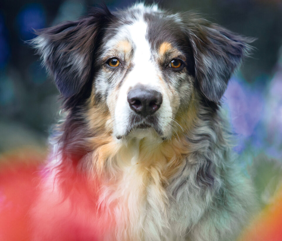 Kreative Hundefotografie mit Regine Heuser