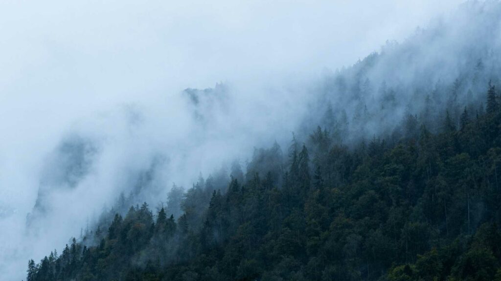 Waldlandschaft im Nebel