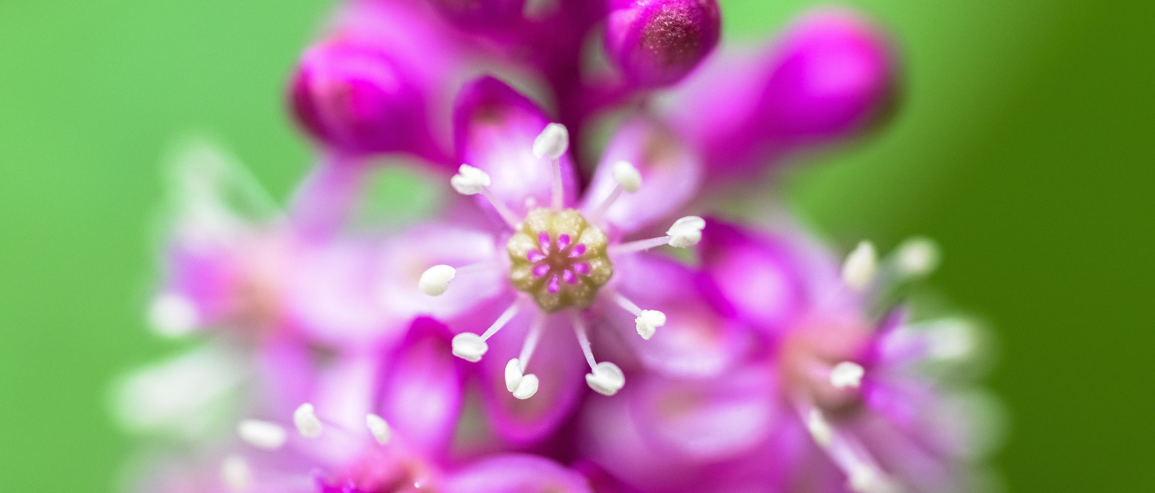 Preview Image: Flower Power: Atemberaubende Blumenfotos