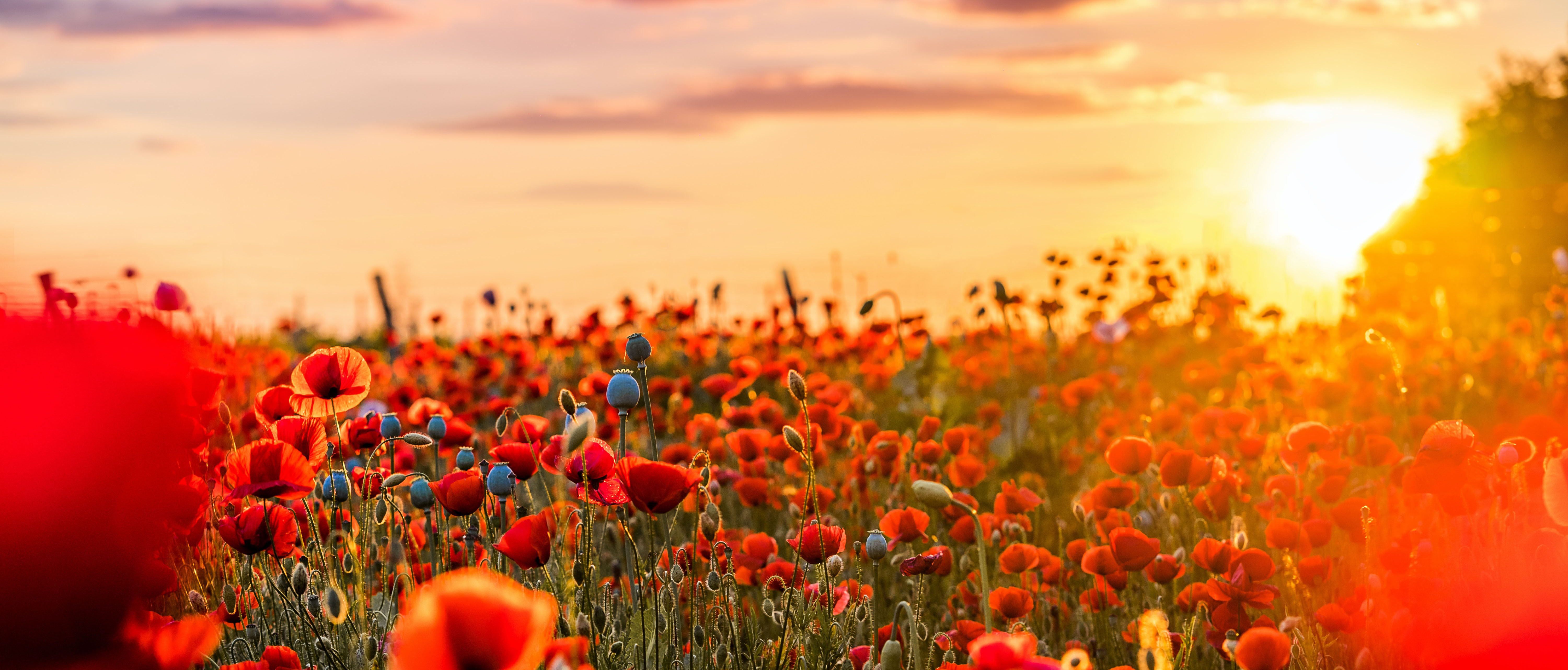 Sommer In Der Landschaft Fotogena