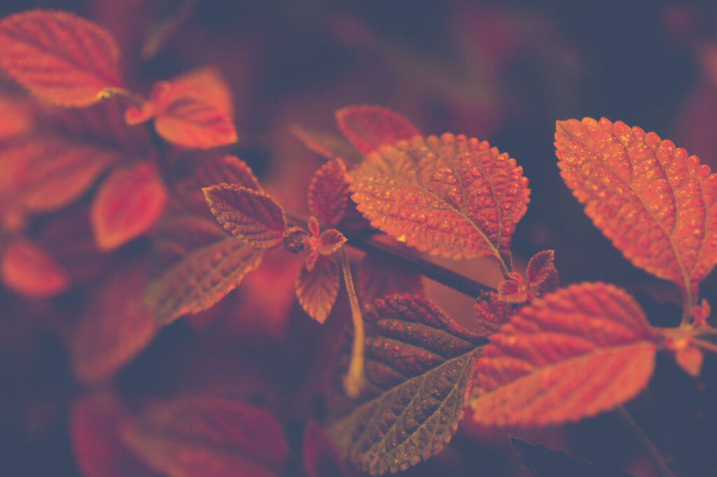 Rot gefärbte Blätter 