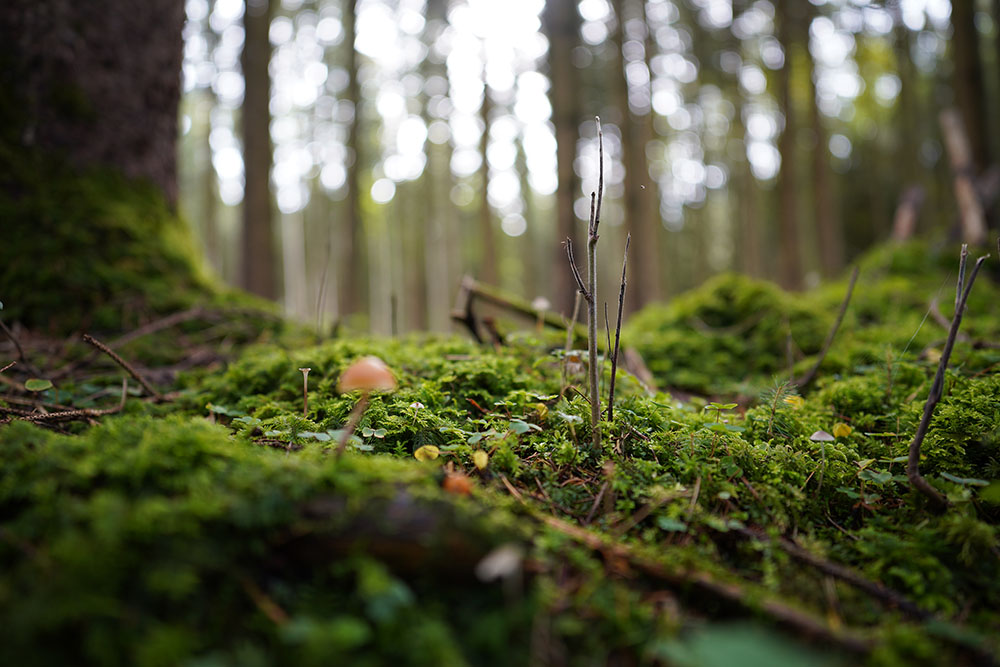 Pilz in einer Waldlandschaft