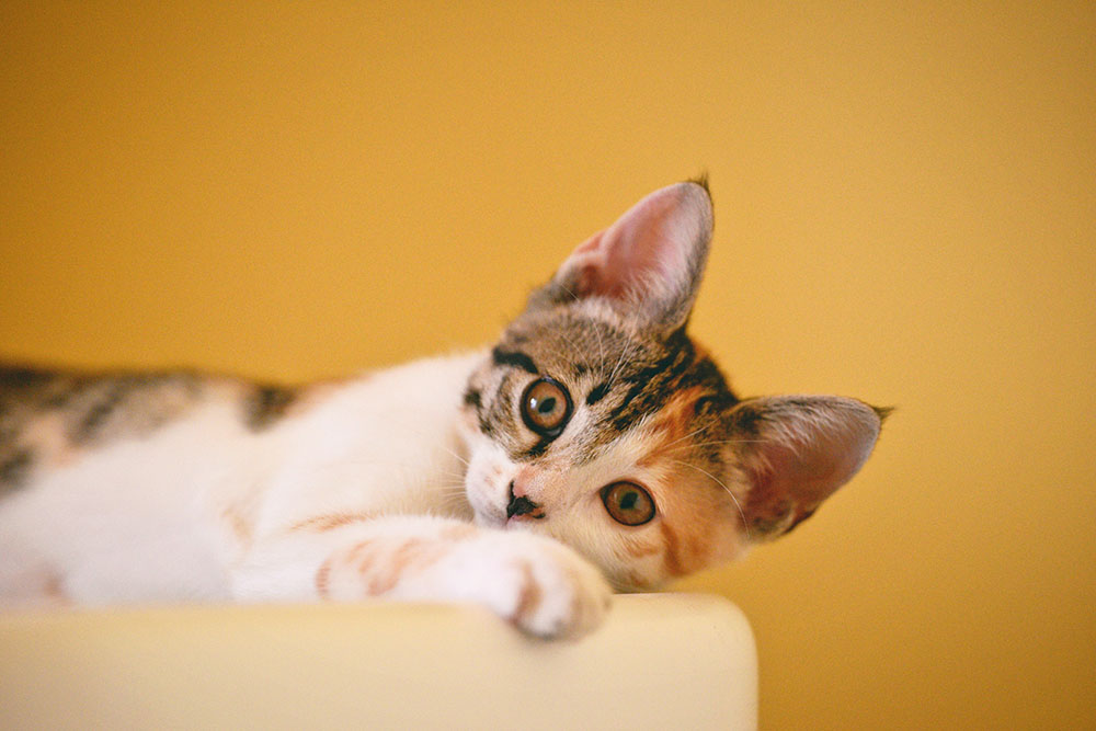 Liegende Katze mit gespitzten Ohren