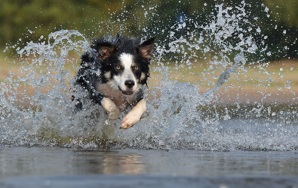 Hund springt ins Wasser.
