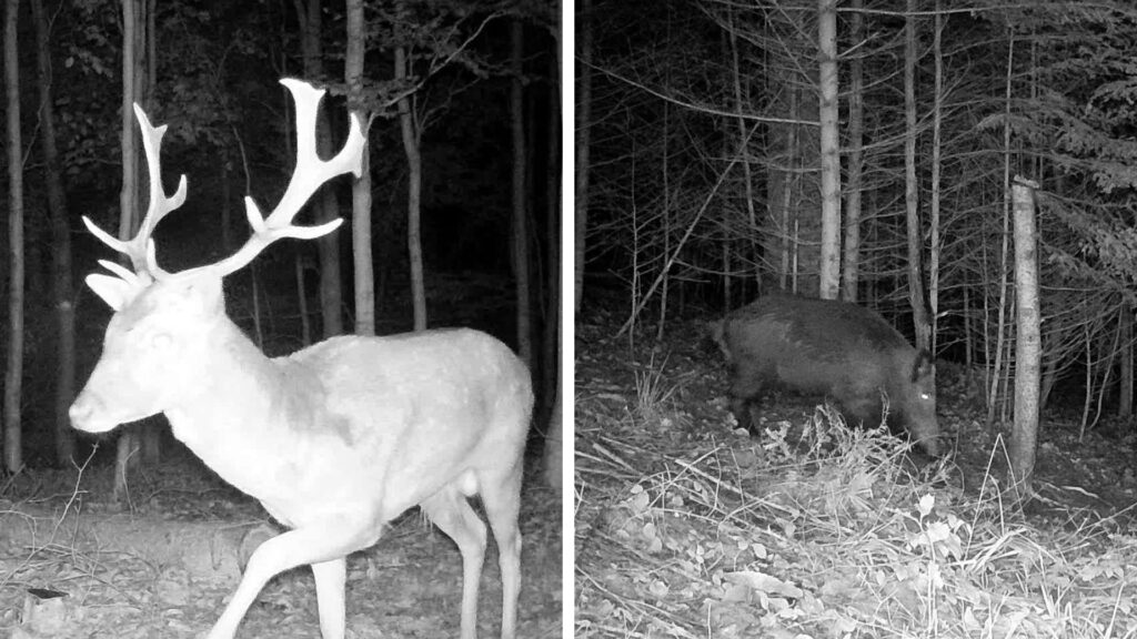 Nachtaufnahmen eines Rehs und eines Ebers mit der ZEISS Secacam 1