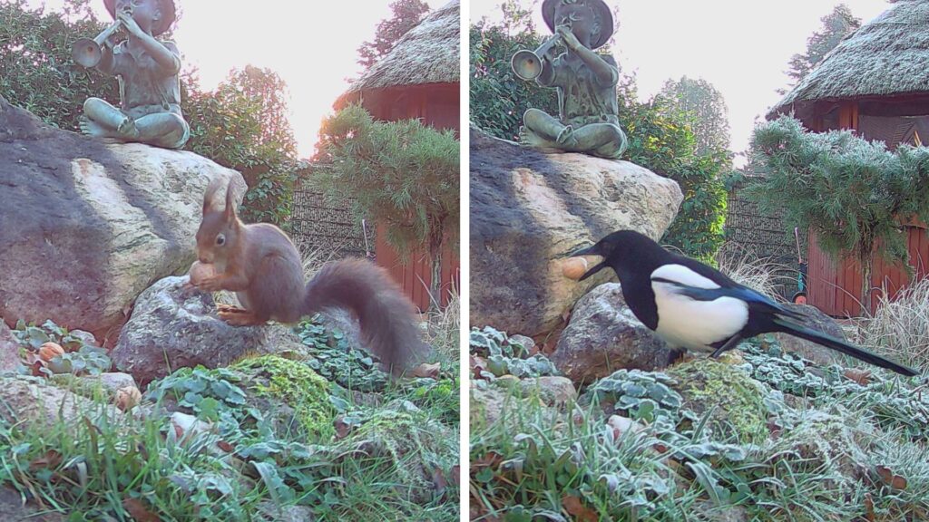 Elster und Eichhörnchen aufgenommen mit ZEISS Secacam 1 im Garten